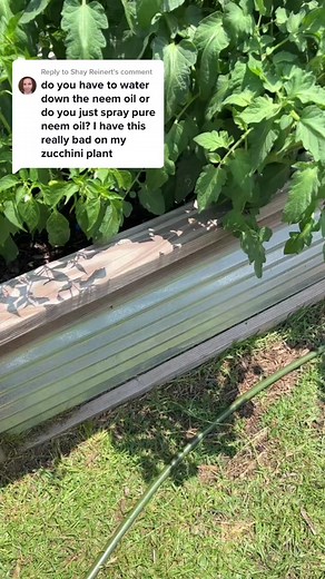 Neem Oil for Garden Plants: Effective Powdery Mildew Treatment