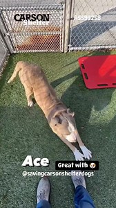 A5593258 ✰ ACE -12/10/23- 😢OWNER SURRENDER😢 💟🐶🐾 Please FOSTER or ADOPT Today! 🐾🐶 💟 Sweet ace was surrendered to the shelter, he’s four years old and he has a little bit of a skin condition that looks like an allergy that will clear up quickly. He is upset and confused and he needs help fast, please share. His previous owner says he’s been great with other dogs and he loves small children. A5593258 (Intact): Ace Ace was laying in the back of the kennel when the runner arrived. He curled h