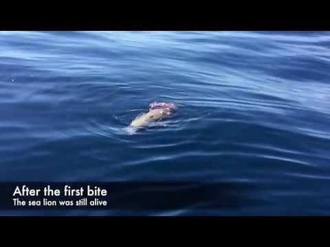 White Shark attacks sea lion in Santa Barbara, CA 9/13/15