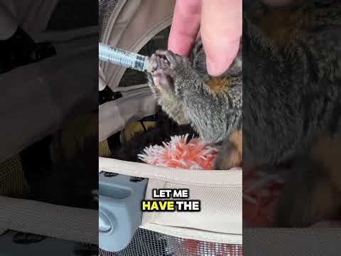 Boomer the Owl Monkey #primate #animal #monkey