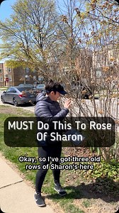 11K views · 663 reactions | There are now sterile varieties of rose...