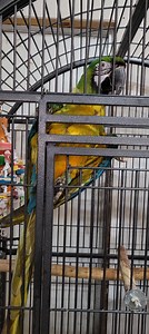 Update on the G23 Miligold Macaw. He/She has settled quite a bit but is still afraid if I get to close. If I stand a couple of feet away and talk gently, she seems to do okay. Nails are super long; feather condition looks pretty good. I know a good soaking bath would do wonders, but it's important not to push and continue to take things slow. Eyes are birght and alert. Still not eating as much as I would like, but we will get there. Trying different pellets, topped with a few seeds and nuts to e