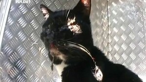 Animal Cops: South Africa - Alchetron, the free social encyclopedia