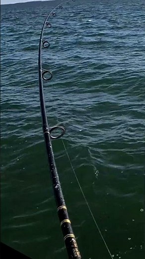 Catching a HUGE lady fish!