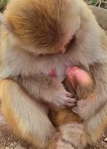 71K views · 521 reactions | The mother monkey goes into labor and is about to give birth, it is extremely tiring and painful(3) | Monkey Dody | Facebook