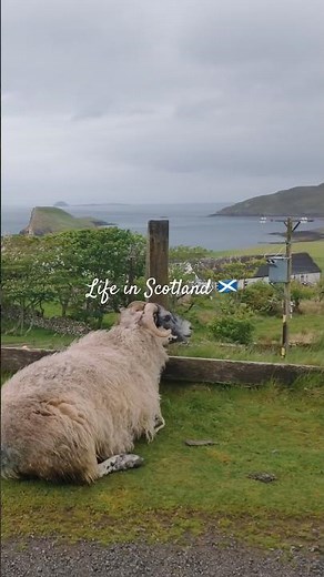 Life in the Isle of Skye in Scotland 🏴󠁧󠁢󠁳󠁣󠁴󠁿 #scotland #isleofskye #scottishhighlands