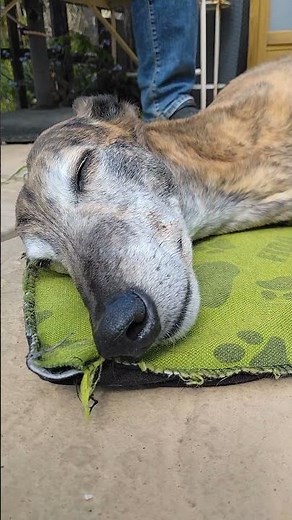 That's my bed! #rescuedog #dog #greyhound #funny