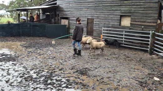 Last weekend was the last weekend of spring in Australia. It was more like winter. | Herding Dog Training Melbourne.