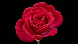 Beautiful opening pink rose on black background. Holiday, love, birthday design backdrop. Bud closeup. Macro. 4K video timelapse