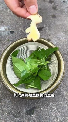 Discover the Magic of Peach Leaves - Plant Science Unveiled