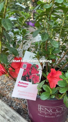 What variety are you the most excited to see flower this season? 😙 | Encore Azalea