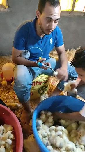 Poultry Farming Videos: Chicken Vaccine, Farming Tips & More!