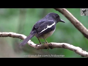 Bird Song: Female ORIENTAL MAGPIE-ROBIN Singing & Calling, Singapore