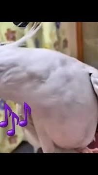 NINFA Cantando 🎶||SONIDO para ninfas|| 📢enseña a tus loritos a cantar