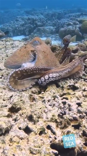 Beautiful giant octopus swimming on the sea coral table 🤿🦑🪸 #octopus #octopuslove#reelsvideo #underwaterlife #virals #oceanlife #marinelife | Red Sea Diving