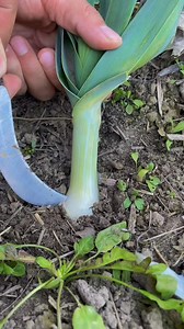 Vegetables harvesting tips #vegetables #vegetablesgarden #harvesting #harvestingvegetables #gardening #gardeninghacks | Gardening & Landscape Ideas