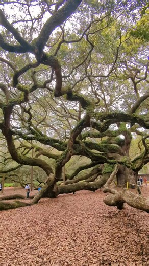 Angel Oak Tree 🌿 400 years . . . #angeloaktree #southcarolina #charleston