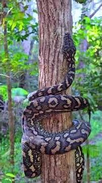 Incredible facts about pythons