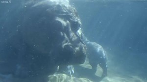 WATCH: The newest river hippopotamus at the San Diego Zoo may only be a few days old, but that hasn't stopped the calf from making a splash with its mother, Funani! | Fox News