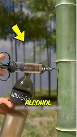 They Inject Alcohol Into Bamboo… What Happens Months Later Is Wild 🍶🎋
