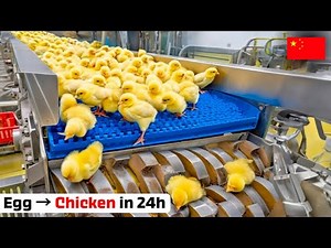 Inside China’s 24-Hour Chicken Factory That Shocks the USA: Egg → Chicken in 1 Day (Full Process)