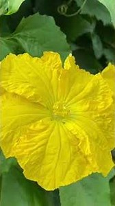 ヘチマの花の受粉をお手伝い