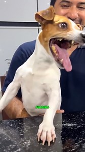 Discover Jack Russells 🐕 #jackrussell | Animals Facts