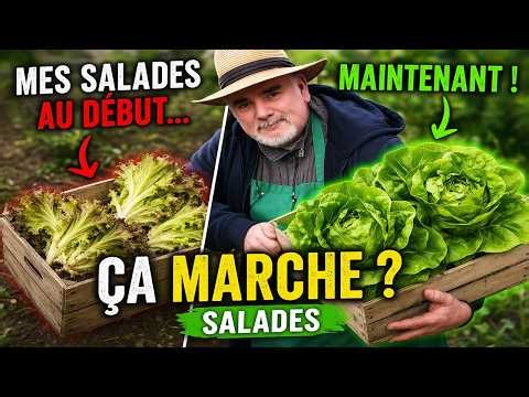 J’ai changé une chose… et mes salades ont enfin poussé