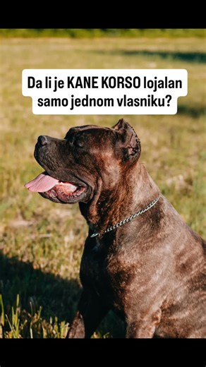 Kane korso je inteligentan, odan i zaštitnički nastrojen. On ne bira vlasnika nasumično. Bira osobu koja mu pruža sigurnost, jasna pravila, mirnu energiju i doslednost. Kada se veže, veže se duboko, iskreno i trajno. Zbog toga, mnogi imaju utisak da je lojalan samo jednoj osobi. Međutim, nije tako. Kane korso može biti odan čitavoj porodici, ali obično ima jednu osobu, kojoj najviše veruje i koju najviše sluša. To je najčešće onaj, ko provodi najviše vremena sa njim, trenira ga, hrani i šeta. On