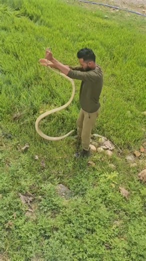 Snake Rescue in Uttarakhand | Shocking Wildlife Rescue India #snake