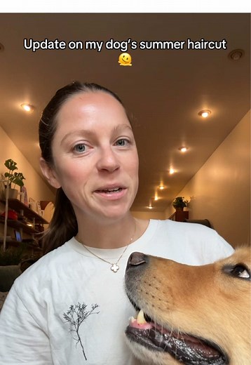 Golden Retriever Summer Haircut Update