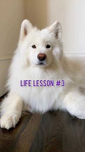 85K views · 8.9K reactions | Life Lesson 3: Life is an adventure meant to be explored! 珞 #samoyed #lifelessons #peptalk #happydogs #doglife | Coconut Rice Bear | Facebook