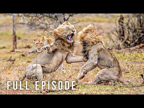 LION DYNASTY - When Exiled Kings Fight to Survive (Full Episode) | Nature Animal Documentary