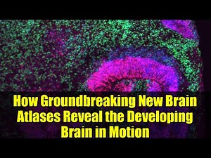 How Groundbreaking New Brain Atlases Reveal the Developing Brain in Motion