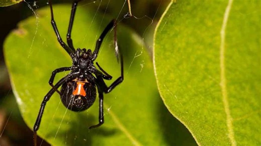 What the spider symbolized in ancient Egypt, Greece, and beyond