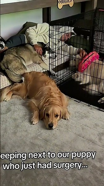 There’s NOTHING he won’t do for these dogs #dogs #goldenretriever #husky