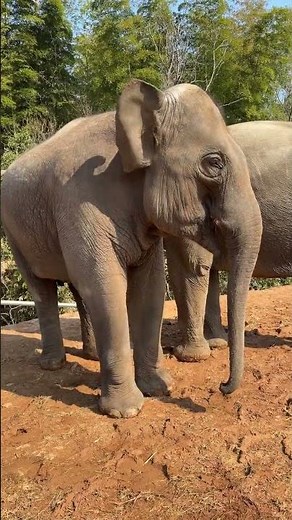 Beautiful Elephant Couple | Heartwarming Moments from the Zoo | Love in the Animal Kingdom