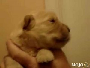 singing puppy