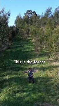 I planted a forest 4 years ago