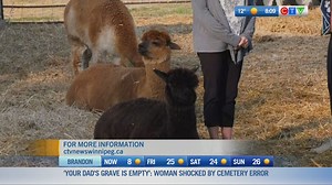Line Dancing with Alpacas