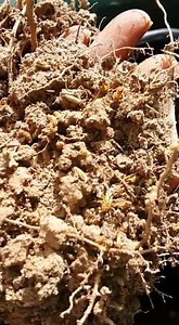 2.2K views · 16 reactions | LOCUST PEST MANAGEMENT IN ACTION! The...