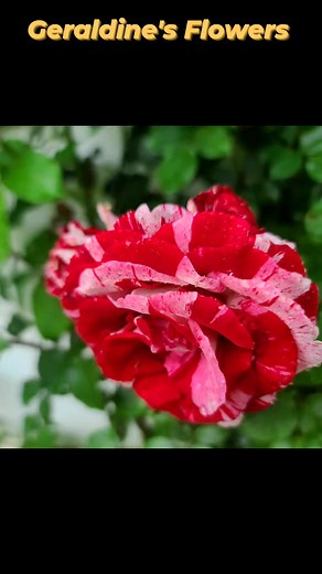 Robert Garland on Reels