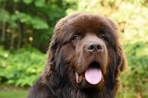 16 Long-Haired Dog Breeds with Gorgeous Flowing Locks