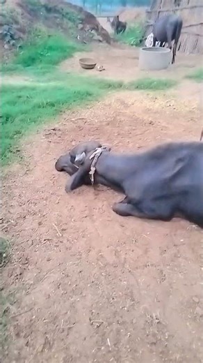 Animal Farm Food India Village Life #farmers #cow #baffalo #farming #animals #villagelife