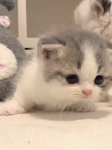 Adorable Short Cat Videos Compilation