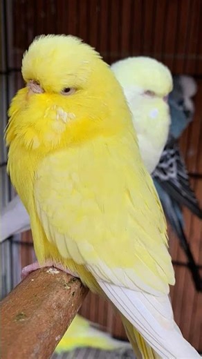 Exhibition budgie Parrot