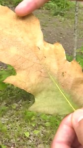 3.3K views · 42 reactions | Oak wilt, the deadly fungal tree disease,...