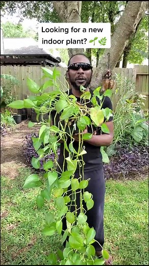 Indoor Plant Guide: Pothos Pronunciation and Care Tips