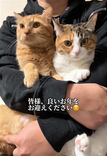 年末年始にダラダラする猫の様子