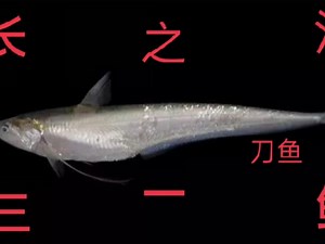 长江三鲜之一 刀鲚 其历史和食用价值都仅次于长江三鲜之首的鲥鱼，但非常的可惜，它现已是濒危物种！